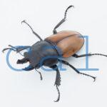 Neolucanus.nitidus