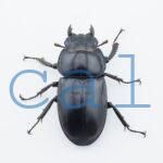 Dorcus.Antaeus.miyashitai1