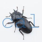 Dorcus.curvidens.curvidens