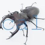 Lucanus cervus judaicus