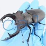 Lucanus cervus judaicus