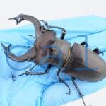 Lucanus cervus judaicus