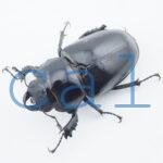 Lucanus cervus judaicus