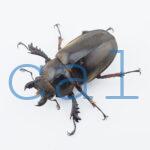 Lucanus sericeus sericeus