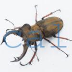 Lucanus sericeus sericeus