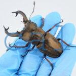 Lucanus sericeus sericeus