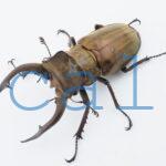 Lucanus mearesii