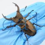 Lucanus mearesii