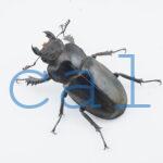 Lucanus mearesii