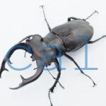 Lucanus cervus akbesianus