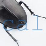 Lucanus cervus akbesianus