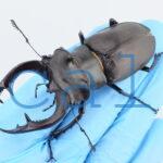 Lucanus cervus akbesianus