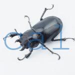 Lucanus cervus akbesianus